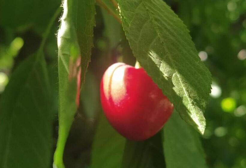 ユースホステル Finca La Clementina