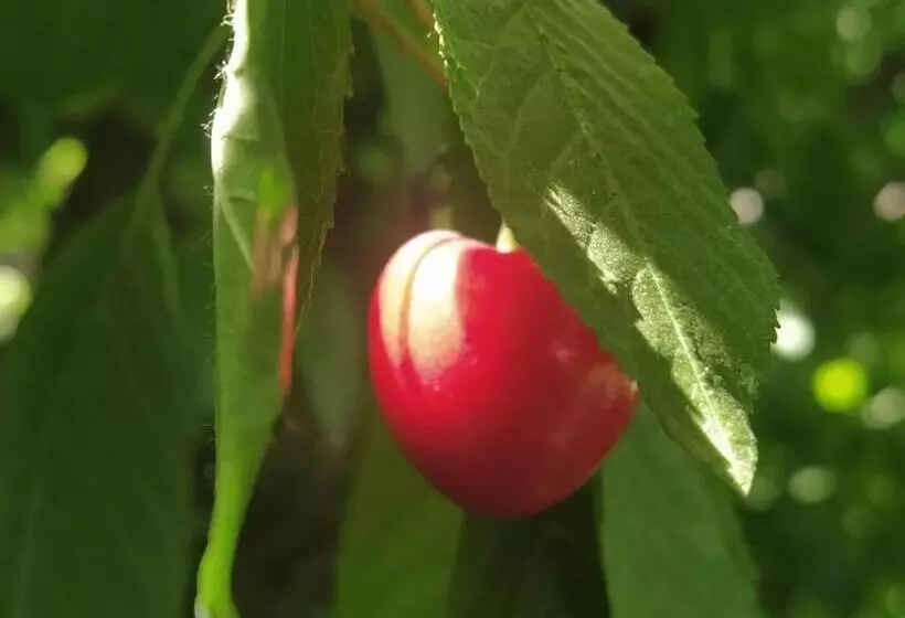 ユースホステル Finca La Clementina