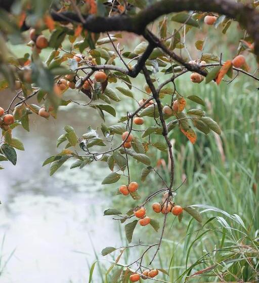 Muh Shoou Xixi Hotel Hangzhou