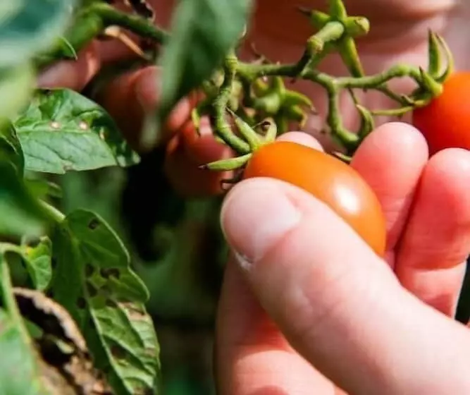 Aamiaismajoitus (B&B) Le Rondini