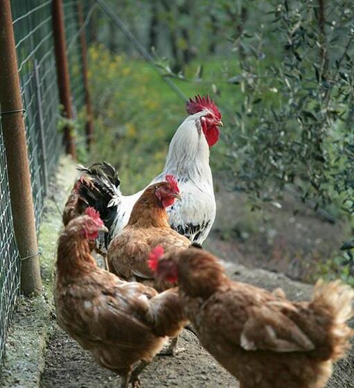 Hotelli La Sarticola