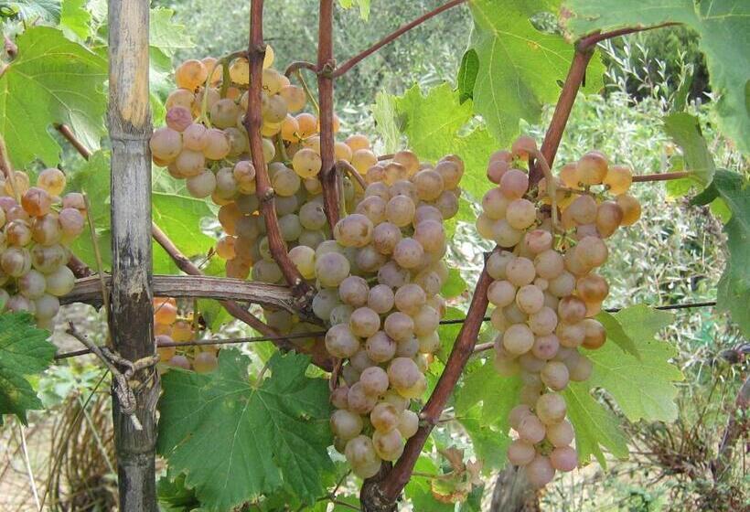 Hotelli La Sarticola