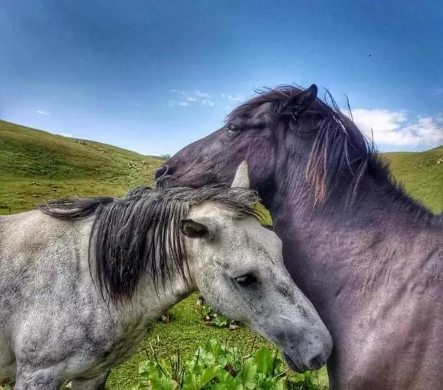 پانسیون Chvibiani Guesthouse & Bar