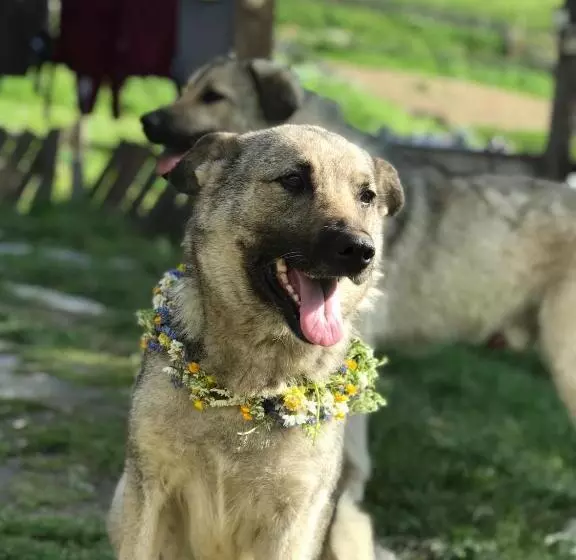 پانسیون Chvibiani Guesthouse & Bar