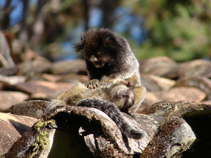 호텔 Fazenda Santa Marina