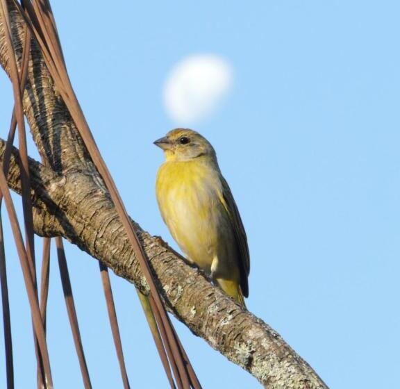 Hotel Pousada Olivier Da Montanha   Recanto Das águas