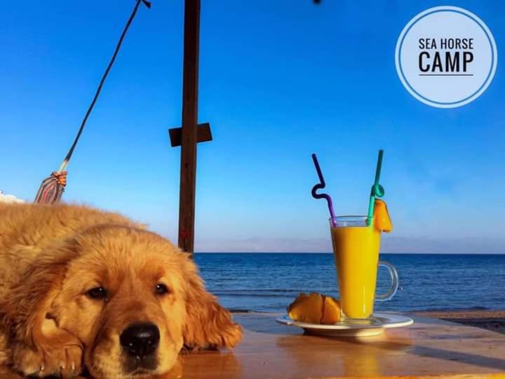 هاستل Sea Horse