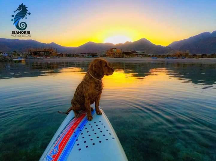 هاستل Sea Horse