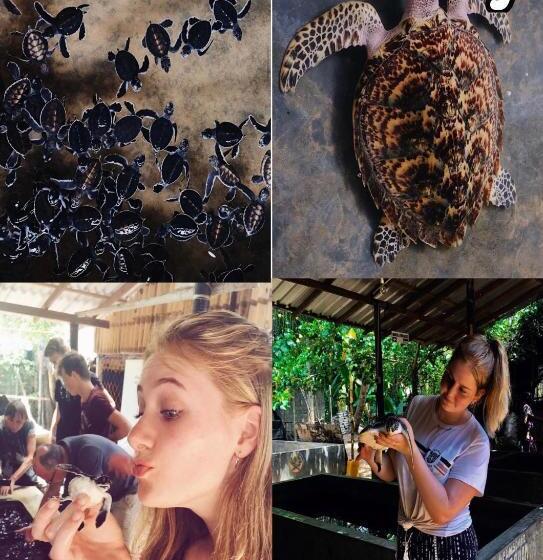 ホテル Turtle Paradise Villa