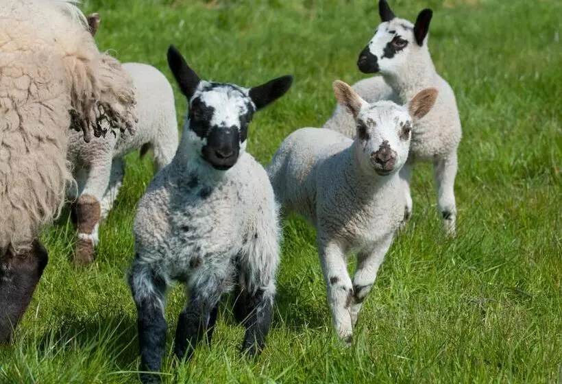 Broome Park Farm B&b