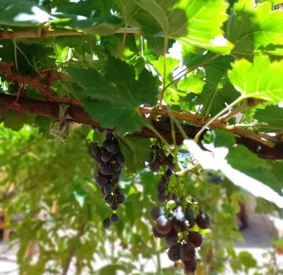 ユースホステル Hospedaje Familiar Raza Mistica