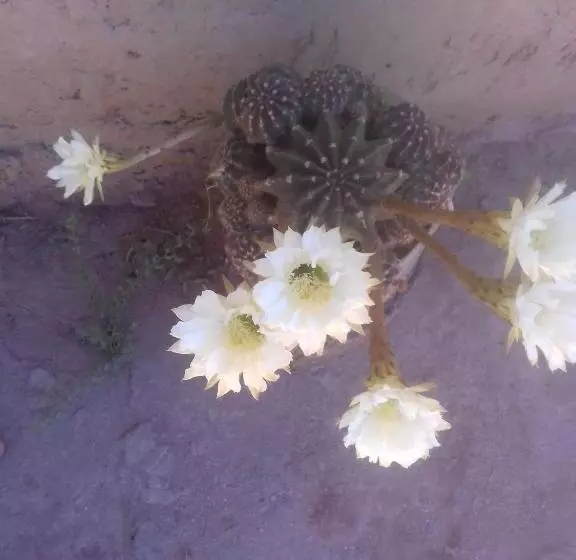 ユースホステル Hospedaje Familiar Raza Mistica