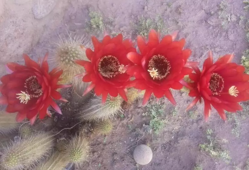 ユースホステル Hospedaje Familiar Raza Mistica