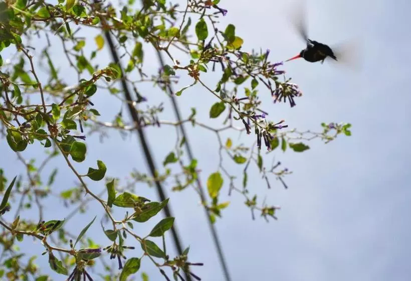 ユースホステル Hospedaje Familiar Raza Mistica