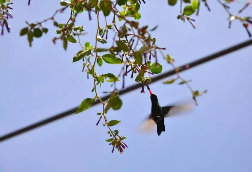 ユースホステル Hospedaje Familiar Raza Mistica