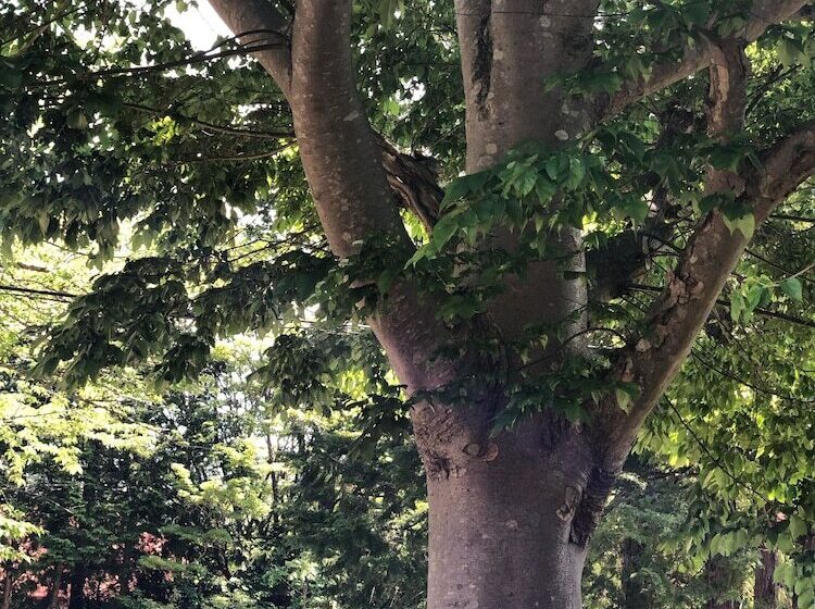 Рёкан Hakone Kuoritei