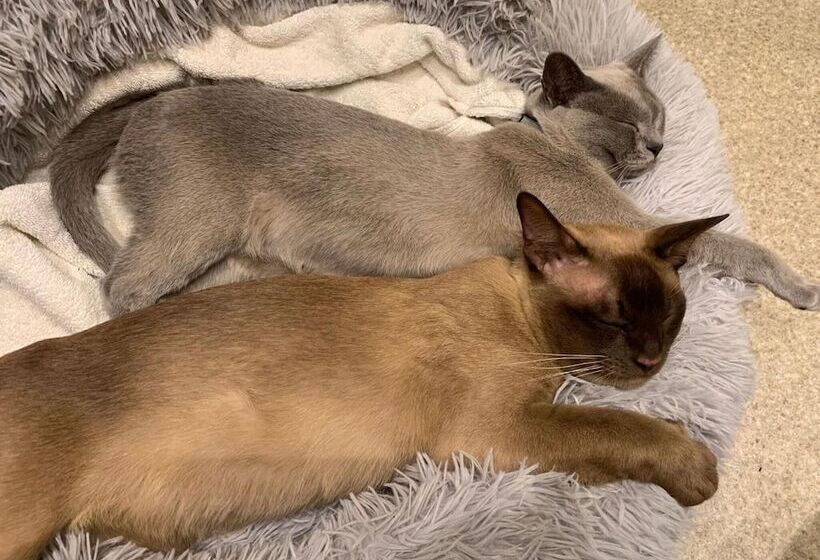 Apple Tree Boutique B&b