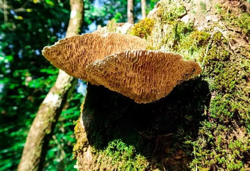 Hotelli Hoja De Oro Corcovado