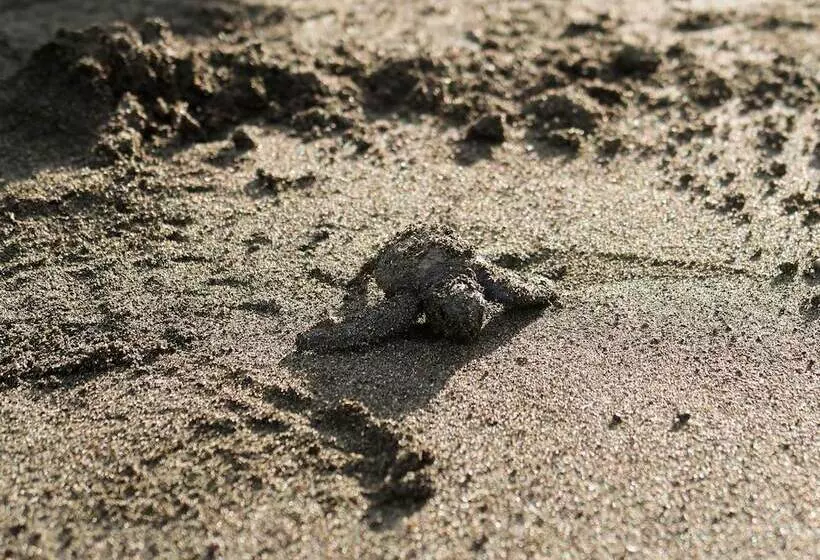 Hotelli Hoja De Oro Corcovado