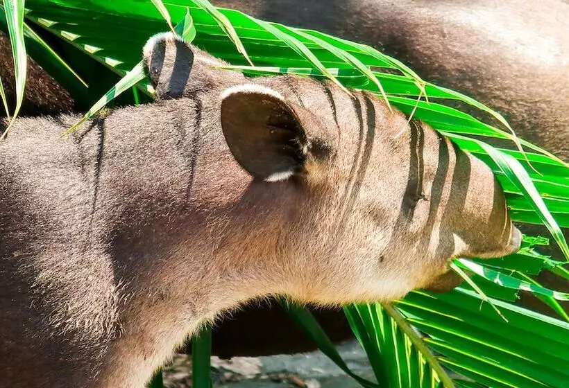 Hotelli Hoja De Oro Corcovado