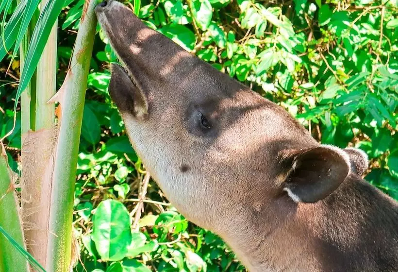 Hotelli Hoja De Oro Corcovado