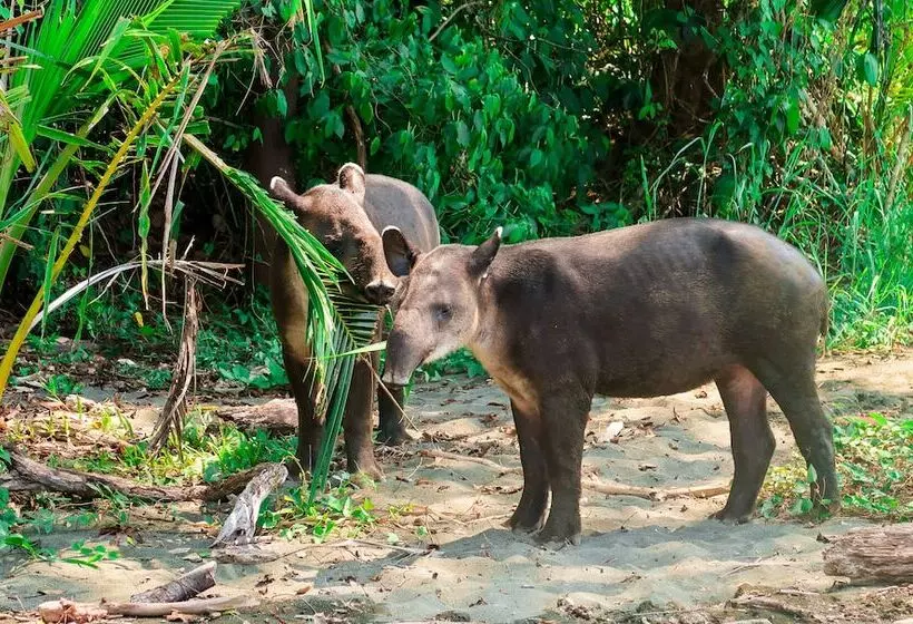 Hotelli Hoja De Oro Corcovado