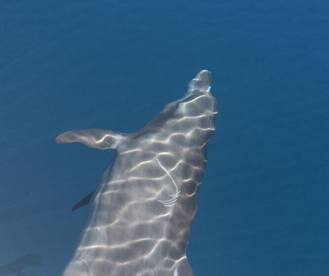 Hotel Hoja De Oro Corcovado