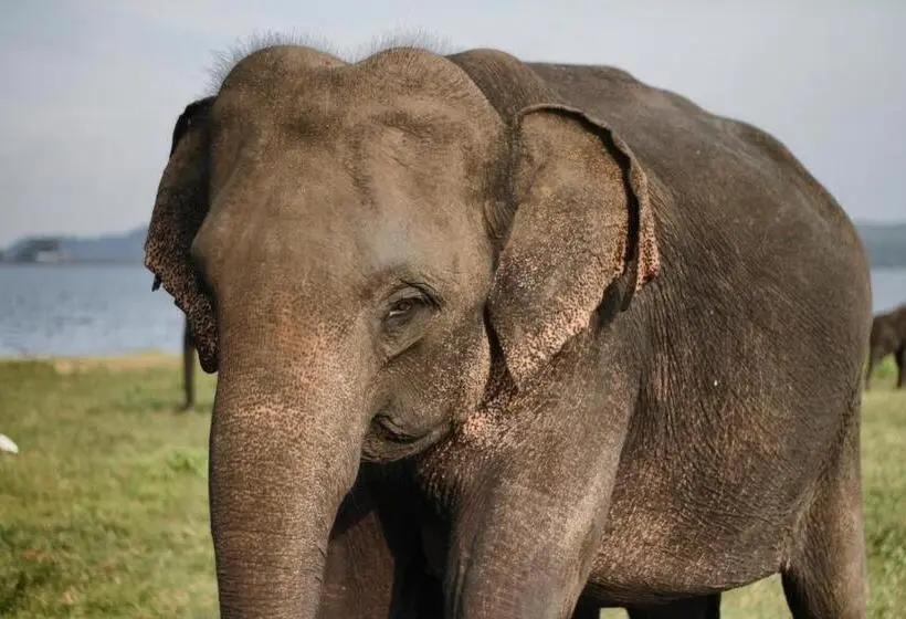 ベッドアンドブレックファースト King Elephant Safari Bangalo