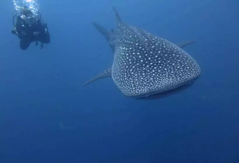 پانسیون Calyx Grand Fuvahmulah