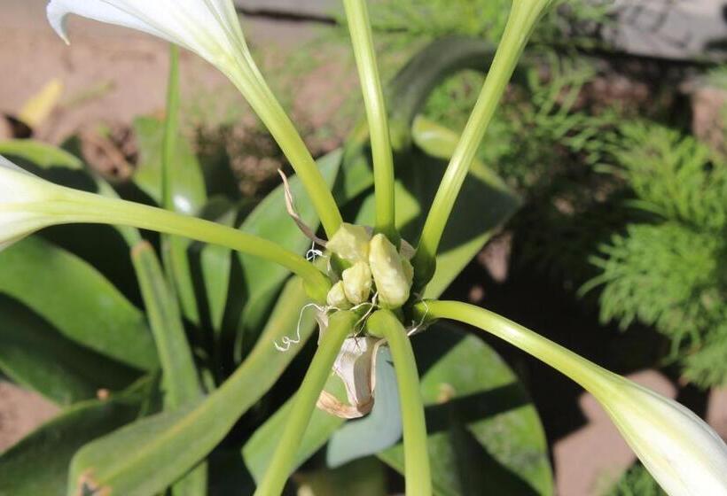 膳宿费 Ons Dorpshuis Beaufort West