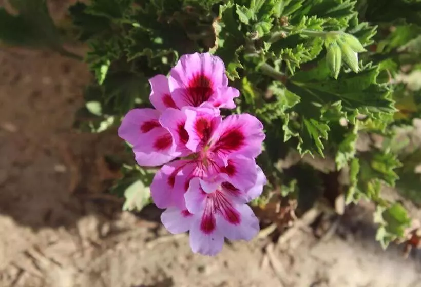 ペンション Ons Dorpshuis Beaufort West