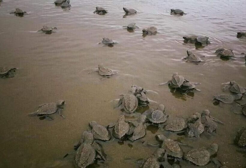 酒店 Cocobolo Beach Boutique