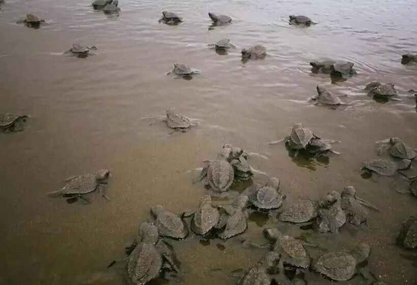 Hotelli Cocobolo Beach Boutique