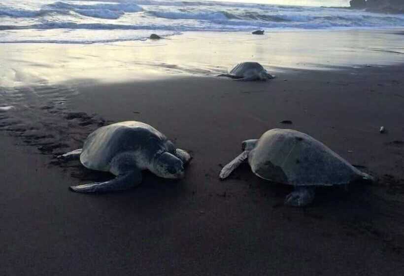 酒店 Cocobolo Beach Boutique