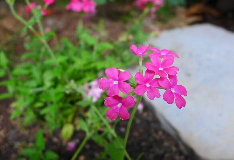 Hotel Gallery Family