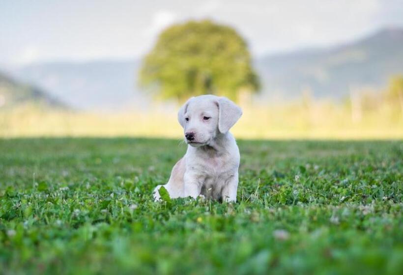 هتل & Restaurant Ada