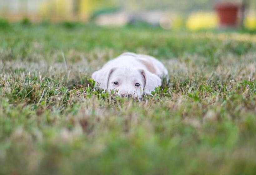 هتل & Restaurant Ada