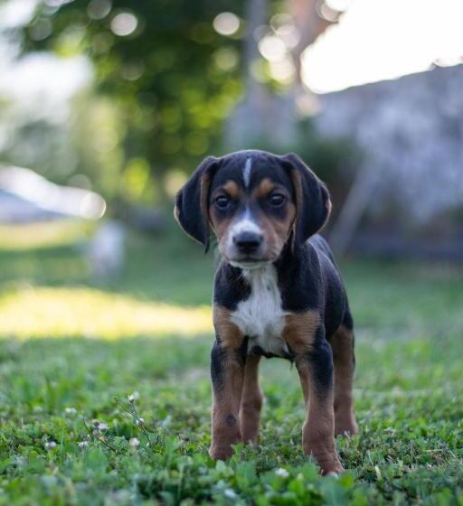 هتل & Restaurant Ada