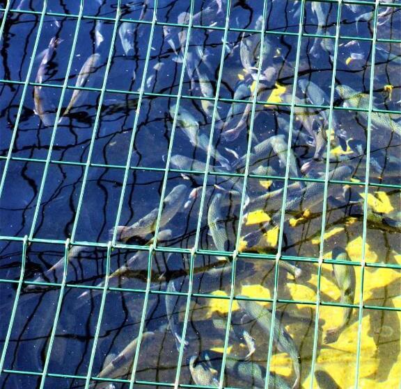 هتل & Restaurant Ada