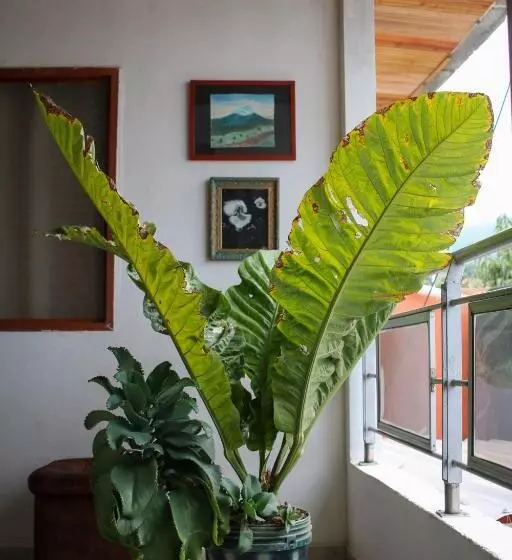 ペンション Casa Pacha