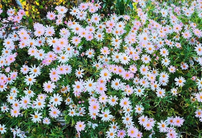 Kurort Logan Camp Ooty