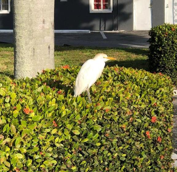 Hotel Bay Breeze Inn Bradenton Downtown