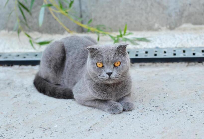 Отель Complex Turistic Casa Anastasia