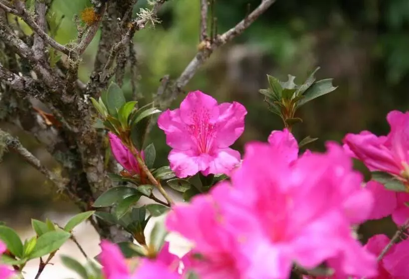 Majatalo Pousada Solar Dos Anjos
