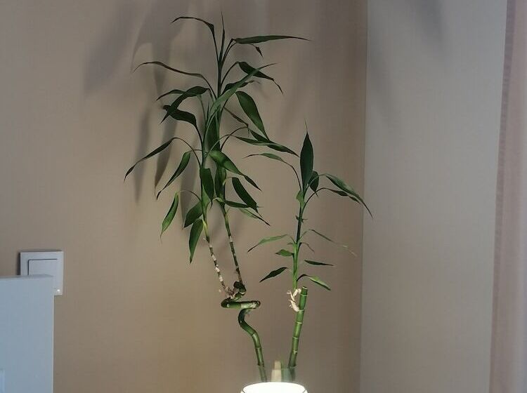 تختخواب و صبحانه Casa Da Valentina Al77856