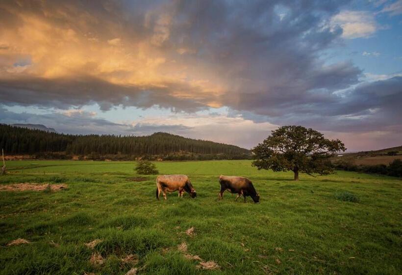 Отель Appelsbosch Guest Farm