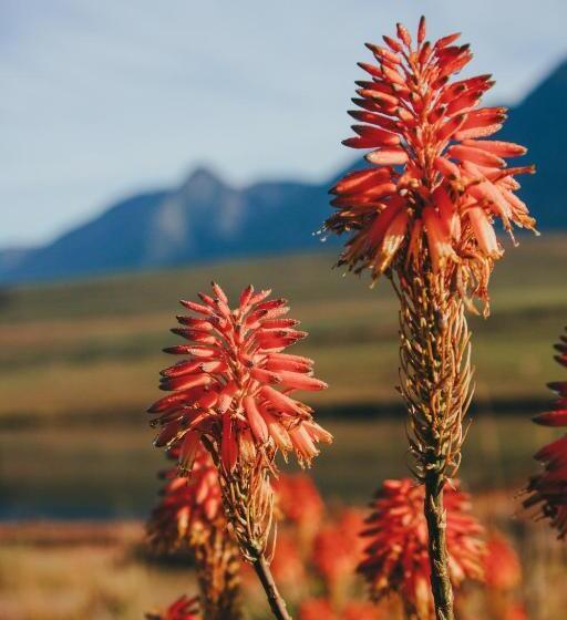 Отель Appelsbosch Guest Farm