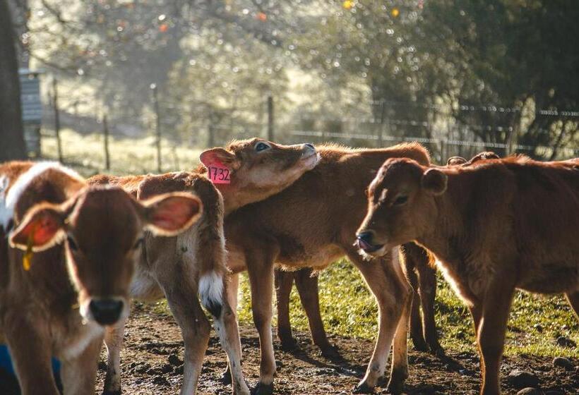 Отель Appelsbosch Guest Farm