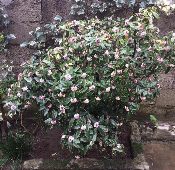 پانسیون Batumi Guesthouse 28a