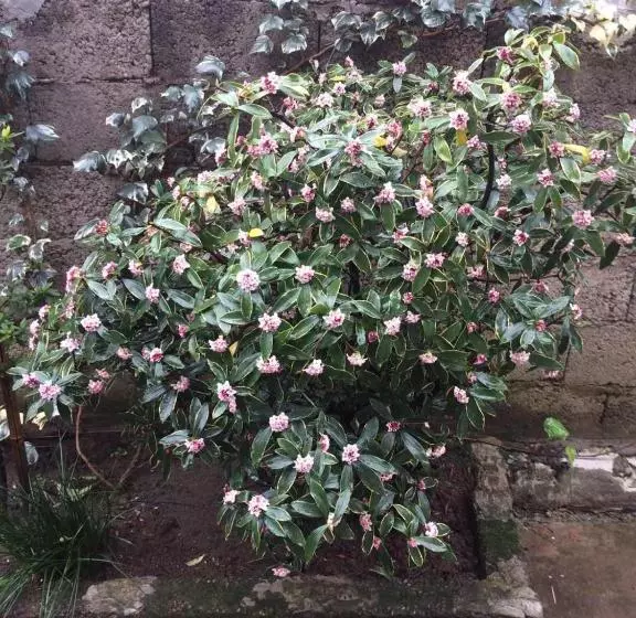 پانسیون Batumi Guesthouse 28a